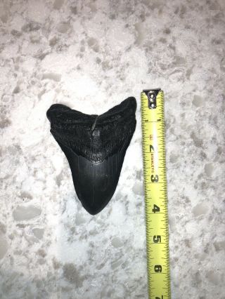 Huge 4 " Megalodon Shark Tooth Black Fossil Teeth Jaw Megladon