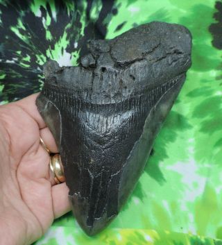 Megalodon Sharks Tooth 5 11/16  Inch No Restorations Fossil Sharks Teeth Tooth