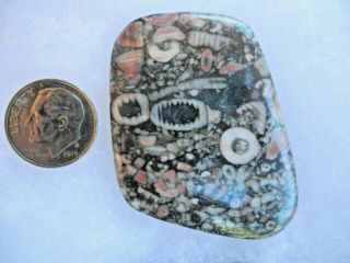 Fossil Crinoid Mass Cabs - - 3 Large,  Highly Polished - - Pristine - - 5