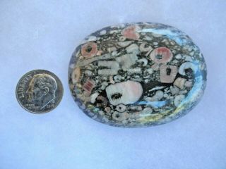 Fossil Crinoid Mass Cabs - - 3 Large,  Highly Polished - - Pristine - - 7