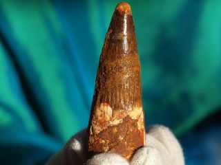 Large Spinosaurus Dinosaur Tooth Fossil 2.  27 " Inches 112 Million Years Old