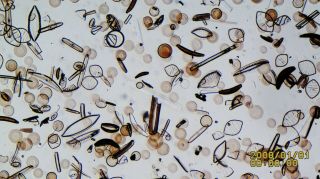 Antique Microscope Slide.  Diatoms By John Barnett.  Strew.