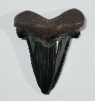Outstanding Black Auriculatus Fossil Shark Tooth,  Over 2 5/8 " Long.  Florida