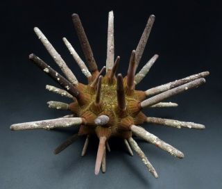 With Spines: Phyllacanthus Parvispinus 121.  5 Mm Australia Sea Urchin