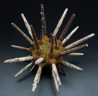 With spines: Phyllacanthus parvispinus 121.  5 mm Australia sea urchin 2
