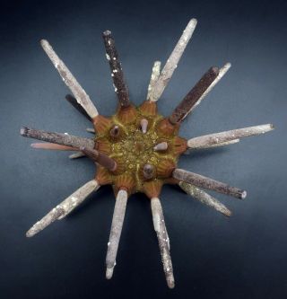 With spines: Phyllacanthus parvispinus 121.  5 mm Australia sea urchin 3