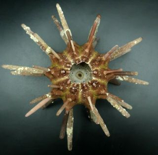 With spines: Phyllacanthus parvispinus 121.  5 mm Australia sea urchin 4