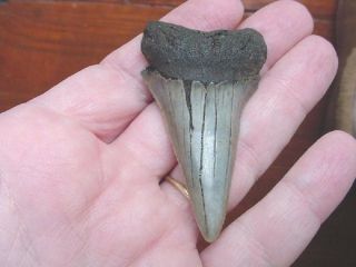 (s626) Large 2 - 1/2 " Fossil Mako Shark Collector Tooth Teeth Jewelry Love Sharks