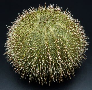 With Spines - Salmacis Sphaeroides 71.  6 Mm Sydney Form Australia Sea Urchin
