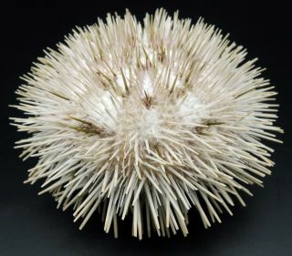 Striking Natural Pseudoboletia Maculata 78.  4 Mm Sea Urchin Australia