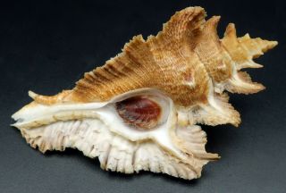 Murex Pterynotus Acanthopterus F,  83.  9 Nw Australia Seashell