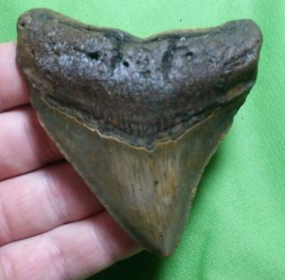 Huge " 3.  30 Megalodon Shark Tooth Teeth Extinct Fossil Meg Scuba Diver Direct 17