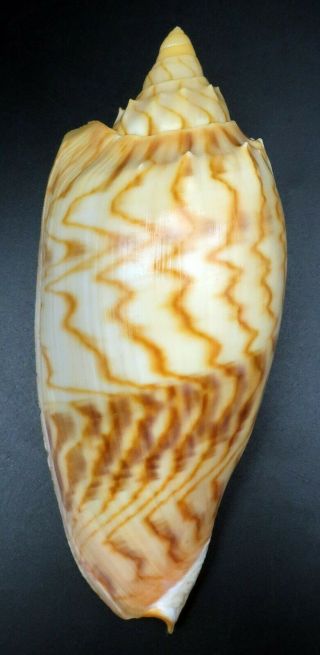 Pattern Voluta Amoria Jansae F,  129.  3 Mm Seashell Australia Ig