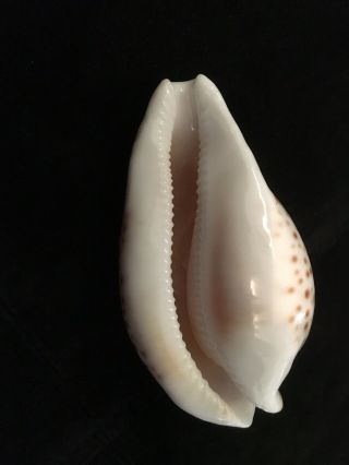 Beatiful Australian Cowrie Shell Cypraea Umbilia 9cm 3