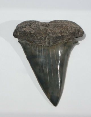 Large Fossil Mako Shark Tooth,  South Carolina.  Over 2 3/4 " Long