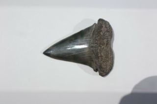 Large Fossil Mako Shark Tooth,  South Carolina.  Over 2 3/4 