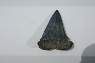 Large Fossil Mako Shark Tooth,  South Carolina.  Over 2 3/4 