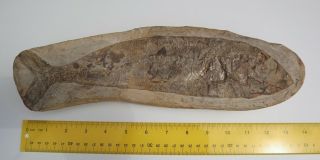 Large Fossil Fish In Concretion,  Cretaceous,  Brazil,  Santana Formation Notelops