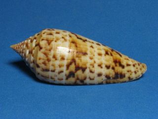 Conus Phuketensis (da Motta,  1978)  (76.  3mm)