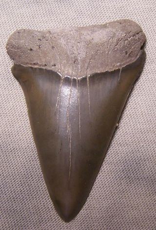 Giant 2 1/8 " Mako Shark Tooth Teeth Megalodon Fossil Jaw Scuba Diver Fishing