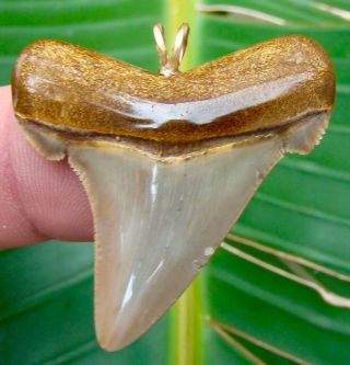 Angustidens Shark Tooth Necklace Pendant - 1 & 5/8 In.  - Megalodon Ancestor