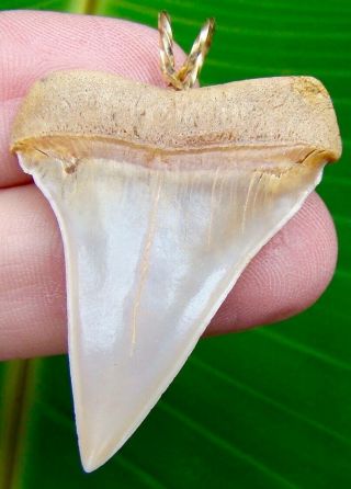 Mako Shark Tooth Necklace Pendant - 1 & 7/8 In.  Real Chilean Fossil