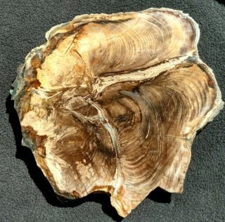 Rare Fossil Conifer Slab,  Miocene,  Spring Shale,  Australia