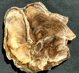 Rare Fossil Conifer Slab,  Miocene,  Spring Shale,  Australia 2
