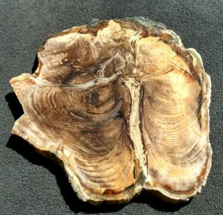 Rare Fossil Conifer Slab,  Miocene,  Spring Shale,  Australia 4