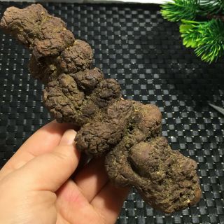 151mm Rare Dinosaur Dung Coprolite Fossil Petrified Poop 407g