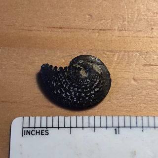 03 AWT / Fossil Ammonite Cretaceous Spillway Waco Texas.  Wolf Fam.  Coll. 4