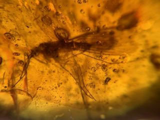 Big Unique Scorpion Fly Burmite Myanmar Burmese Amber Insect Fossil Dinosaur Age