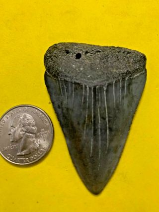 Great White Shark Tooth 2.  453 Inch Apex Artifacts