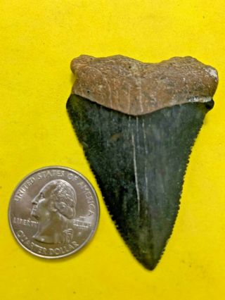 Great White Shark Tooth 2.  391 Inch Apex Artifacts