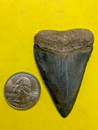 Great White Shark Tooth 2.  421 Inch Apex Artifacts