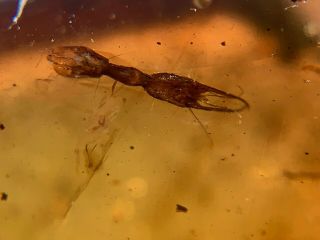 Rare Neuroptera Osmylidae Lacewing Larvae Burmite Myanmar Amber Insect Fossil