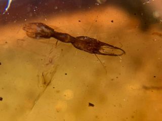 Rare Neuroptera Osmylidae lacewing larvae Burmite Myanmar Amber insect fossil 2