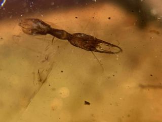 Rare Neuroptera Osmylidae lacewing larvae Burmite Myanmar Amber insect fossil 3