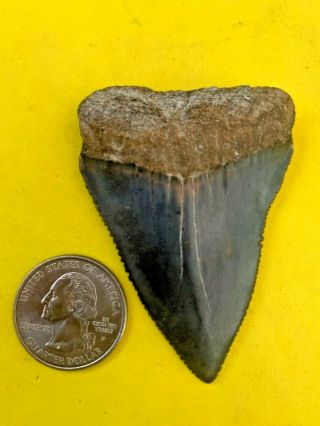 Great White Shark Tooth 2.  562 Inch Apex Artifacts