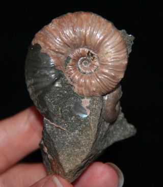 Ammonite Nodosohoplites Phyllopachyceras Cretaceous Aptian Russia Fossil