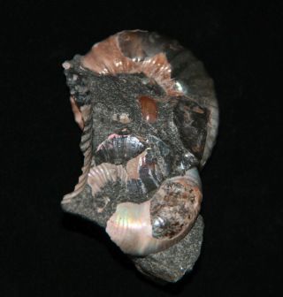 Ammonite Nodosohoplites Phyllopachyceras Cretaceous Aptian Russia Fossil 3