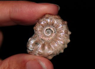 Ammonite Nodosohoplites caucasicus Fossil Cretaceous Aptian Russia 2