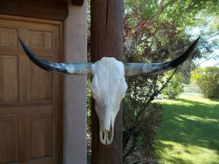 Longhorn Steer Skull 31 1/4 " Inch Wide Long Horns Mounted Bull Cow Head Horn