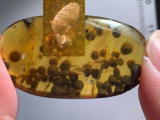Unknown Item&plant Spores Burmite Myanmar Burma Amber Insect Fossil Dinosaur Age