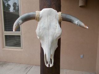 20 " Bull Skull W/ Polished Horn,  Longhorn,  Cow Steer Head,  Mounted Taxidermy