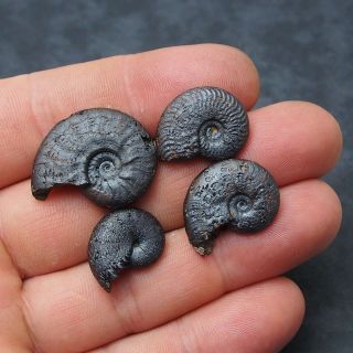 4x Ammonite 20 - 29mm Hematite Morocco Mineral Africa Fossil Ammoniten Fossilien