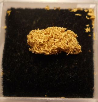 Sponge Gold Specimen,  Mad Mutha Mine,  Humboldt Co. ,  Nevada Wire Gold 1/2 Inch