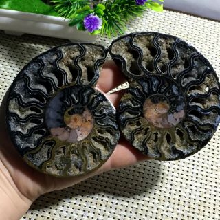 164g 1 Pair Black Half Cut Ammonite Shell Jurrassic Fossil Specimen Madagasc A04