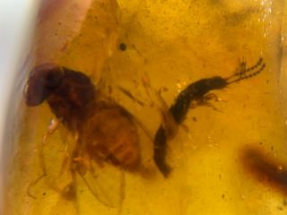 Unique Rove Beetle&fly Burmite Myanmar Burmese Amber Insect Fossil Dinosaur Age