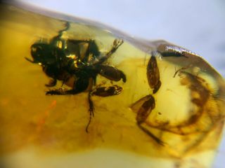 Extinct Horned Passalus Beetle Burmite Myanmar Amber Insect Fossil Dinosaur Age